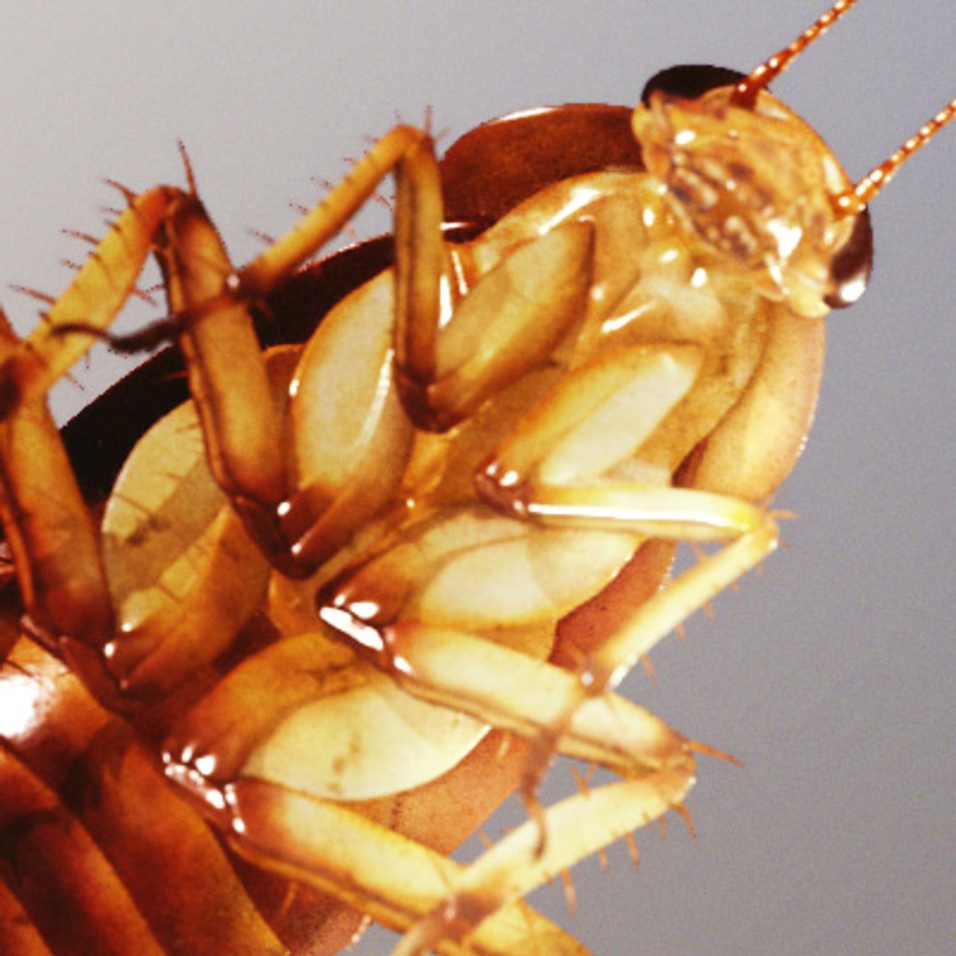 Photorealistic American Cockroach 3d Model