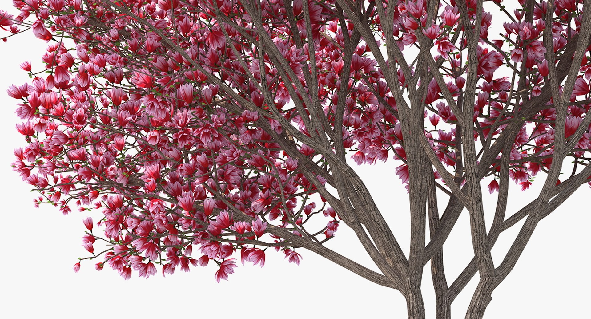 3D flowering bushes trees 4 model https://p.turbosquid.com/ts-thumb/TB/mLOmEs/09QBps7S/floweringbushesandtreescollection4mb3dmodel051/jpg/1582178232/1920x1080/fit_q87/cf51c5caa9f49e1c4a80e3d22d0ebf27a495727a/floweringbushesandtreescollection4mb3dmodel051.jpg