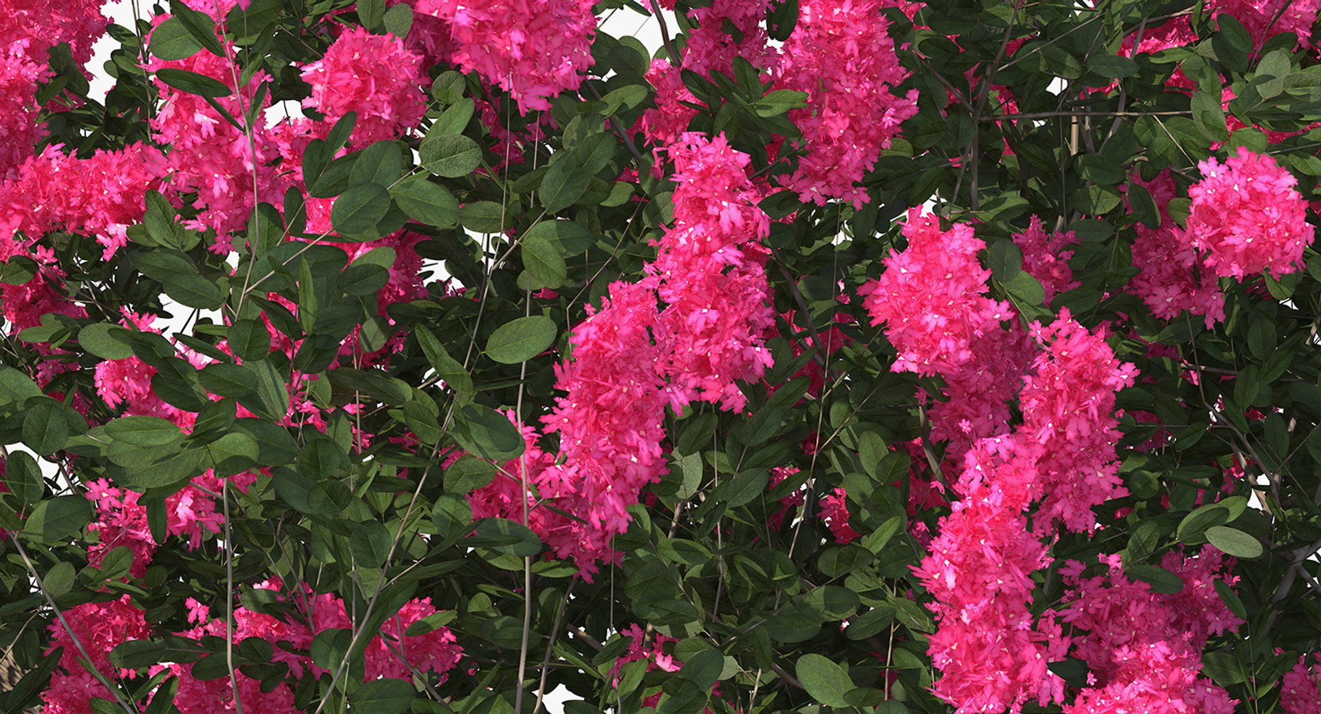3D flowering bushes trees 4 model https://p.turbosquid.com/ts-thumb/TB/mLOmEs/2B9sxEce/floweringbushesandtreescollection4mb3dmodel067/jpg/1582178349/1920x1080/fit_q87/d3c49f4c8e25d17fea001cf3df3f445924568aa0/floweringbushesandtreescollection4mb3dmodel067.jpg