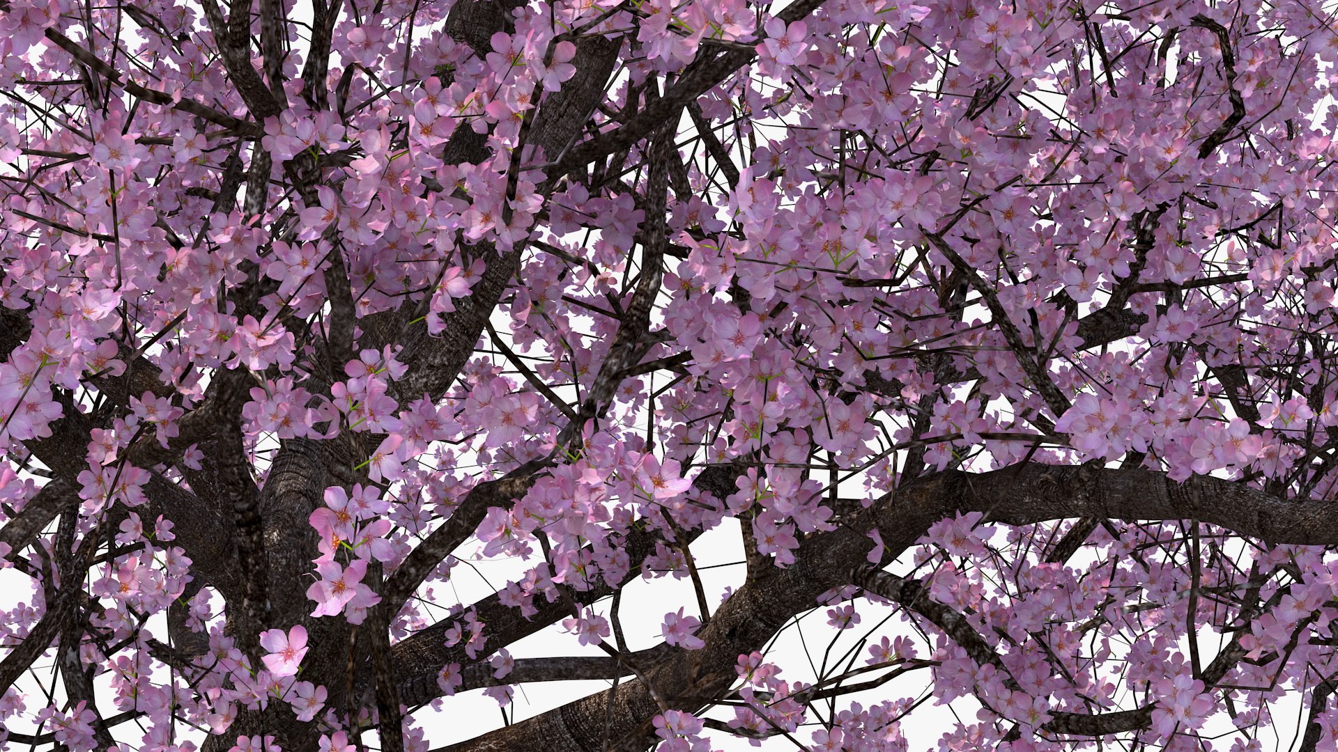 3D flowering bushes trees 4 model https://p.turbosquid.com/ts-thumb/TB/mLOmEs/AW8n9eZF/floweringbushesandtreescollection4mb3dmodel019/jpg/1582178000/1920x1080/fit_q87/d1e4875e46c3c5f787dd9653a347df48be6e2476/floweringbushesandtreescollection4mb3dmodel019.jpg