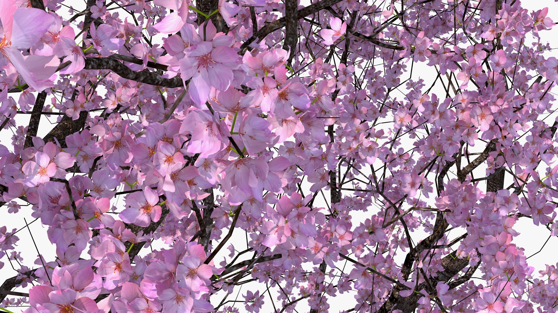 3D flowering bushes trees 4 model https://p.turbosquid.com/ts-thumb/TB/mLOmEs/FjlMsx14/floweringbushesandtreescollection4mb3dmodel023/jpg/1582178031/1920x1080/fit_q87/e832fa76357536194c81dd7542f87fc87e34055d/floweringbushesandtreescollection4mb3dmodel023.jpg
