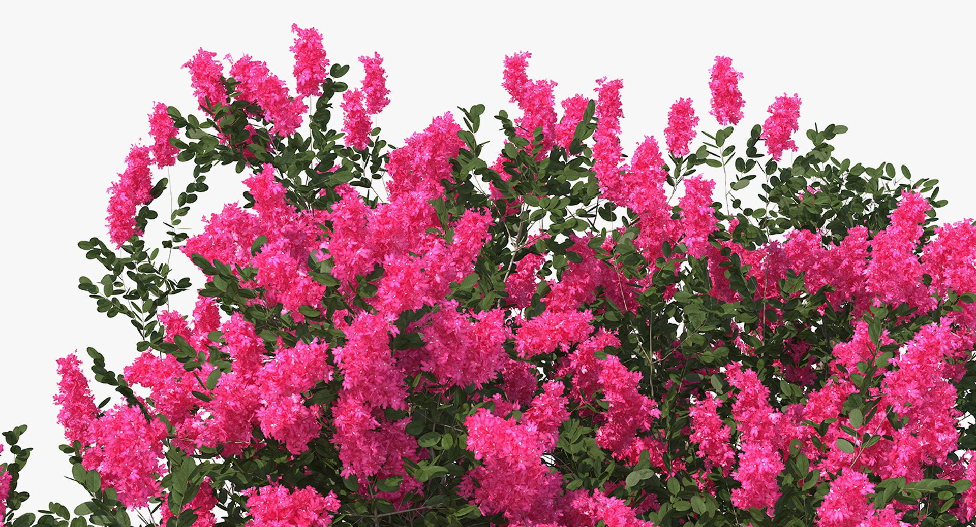 3D flowering bushes trees 4 model https://p.turbosquid.com/ts-thumb/TB/mLOmEs/ZWAH8aEO/floweringbushesandtreescollection4mb3dmodel066/jpg/1582178342/1920x1080/fit_q87/584e81ee19d413deeee7e58a0c67ea99b1a2d79a/floweringbushesandtreescollection4mb3dmodel066.jpg