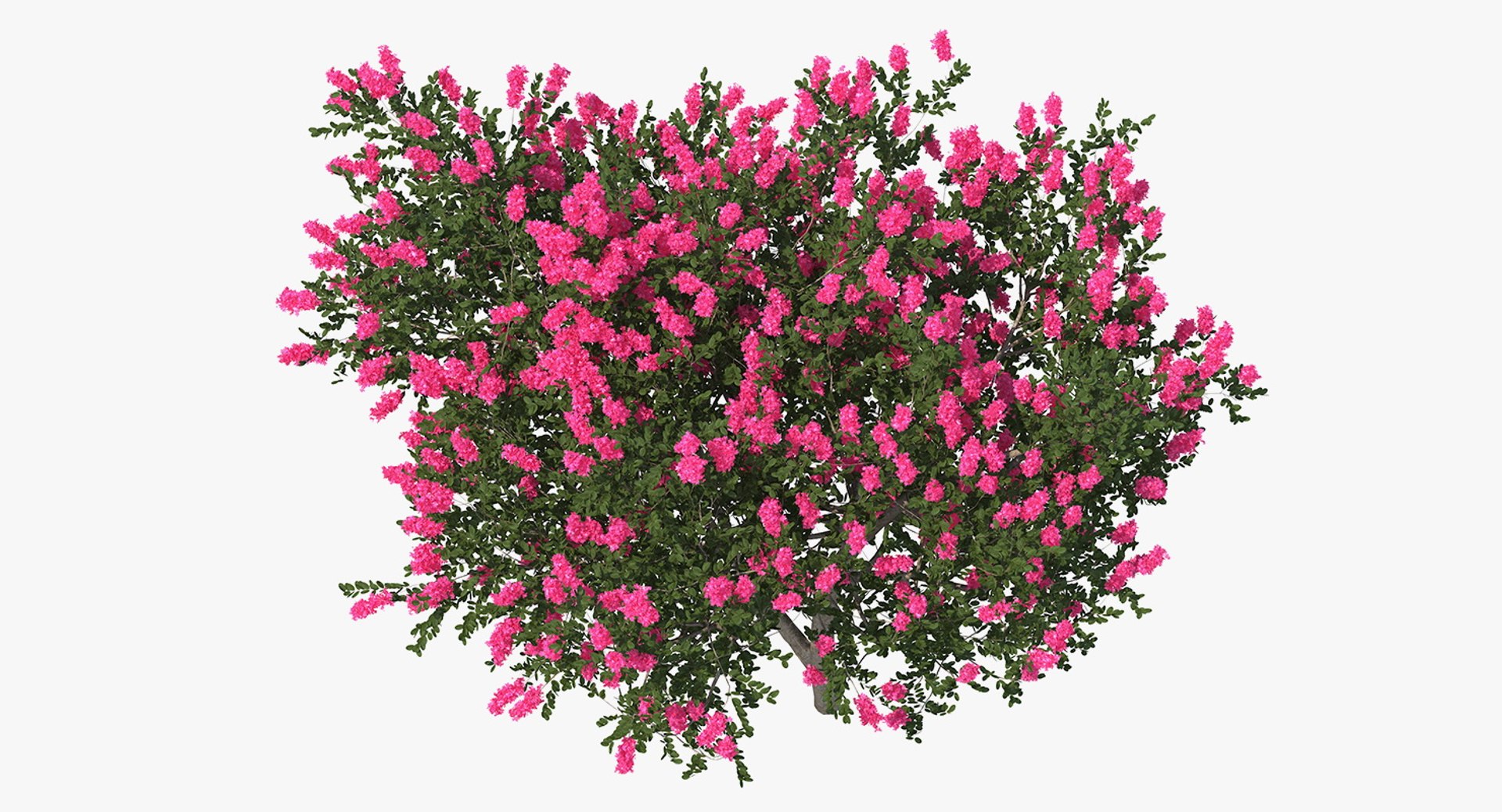 3D flowering bushes trees 4 model https://p.turbosquid.com/ts-thumb/TB/mLOmEs/yi2CR2ur/floweringbushesandtreescollection4mb3dmodel065/jpg/1582178334/1920x1080/fit_q87/ecf9adee6bbea63959f39f04aba977b16fc8bcf2/floweringbushesandtreescollection4mb3dmodel065.jpg