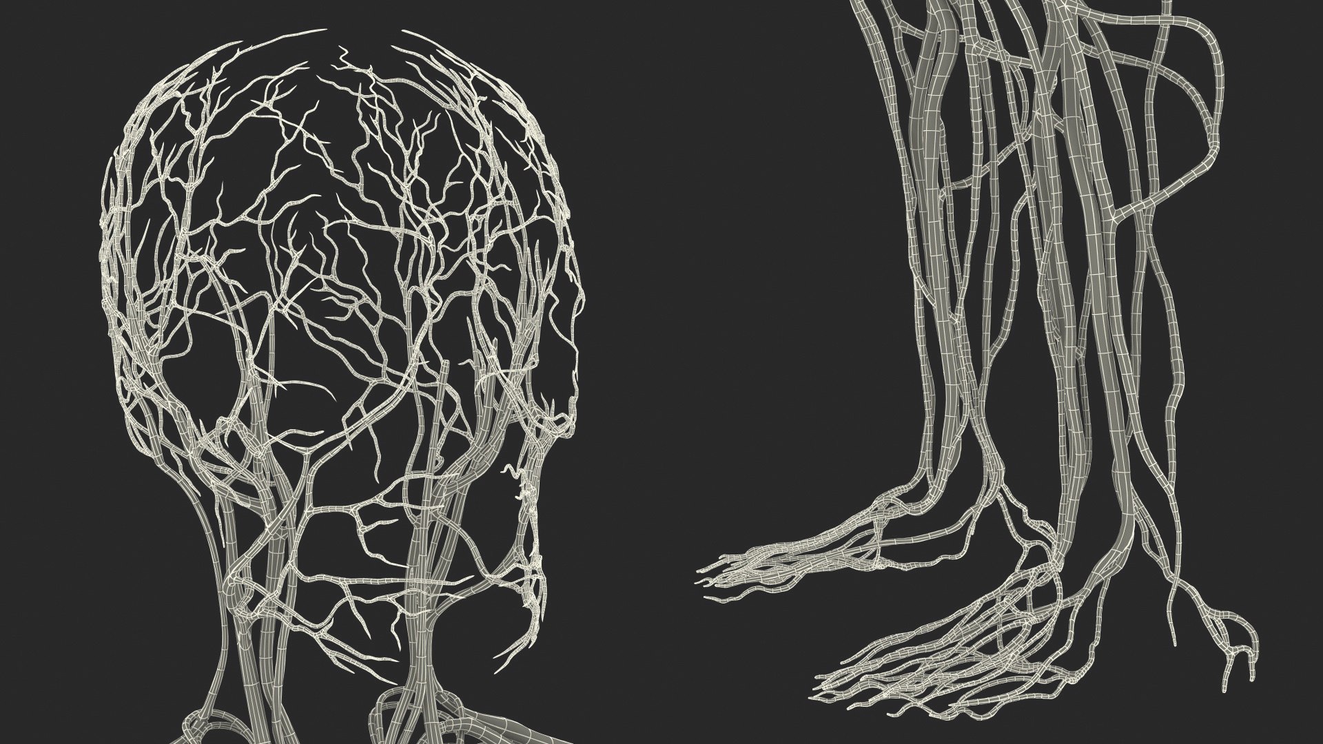 human cardiovascular vascular body model https://p.turbosquid.com/ts-thumb/TB/mruuYU/8V6yGble/humancardiovascularsystemfullbodymb3dmodel036/jpg/1572013932/1920x1080/fit_q87/f7b2df81cdd3c63bc1ae045ebe9d24ac307c5d8c/humancardiovascularsystemfullbodymb3dmodel036.jpg