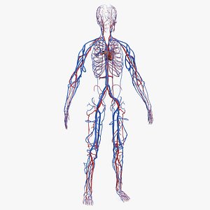 Human Cardiovascular System Full Body
