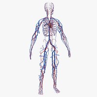 Human Cardiovascular System Full Body