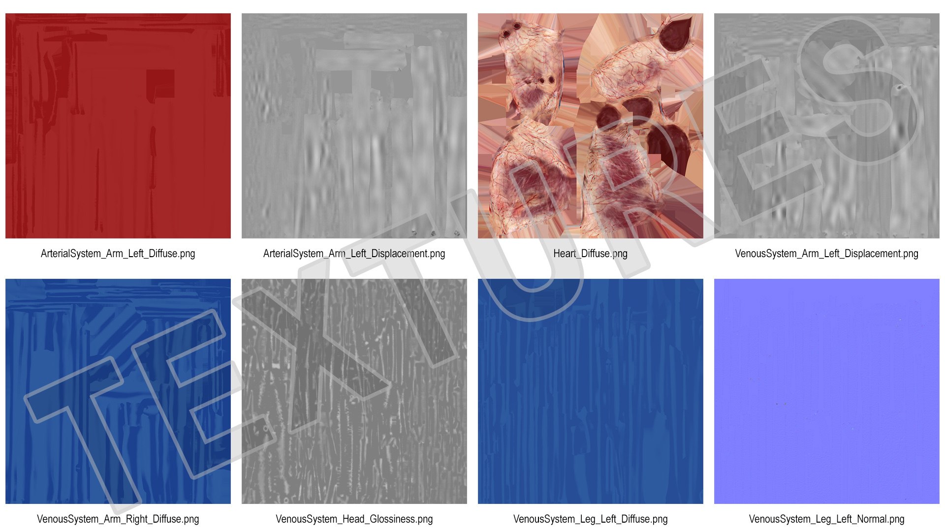human cardiovascular vascular body model https://p.turbosquid.com/ts-thumb/TB/mruuYU/EOZ5r8fL/humancardiovascularsystemfullbodymb3dmodel030/jpg/1572013904/1920x1080/fit_q87/36d51f2f6d126693749fcb42b79cc68d8d3bd52d/humancardiovascularsystemfullbodymb3dmodel030.jpg