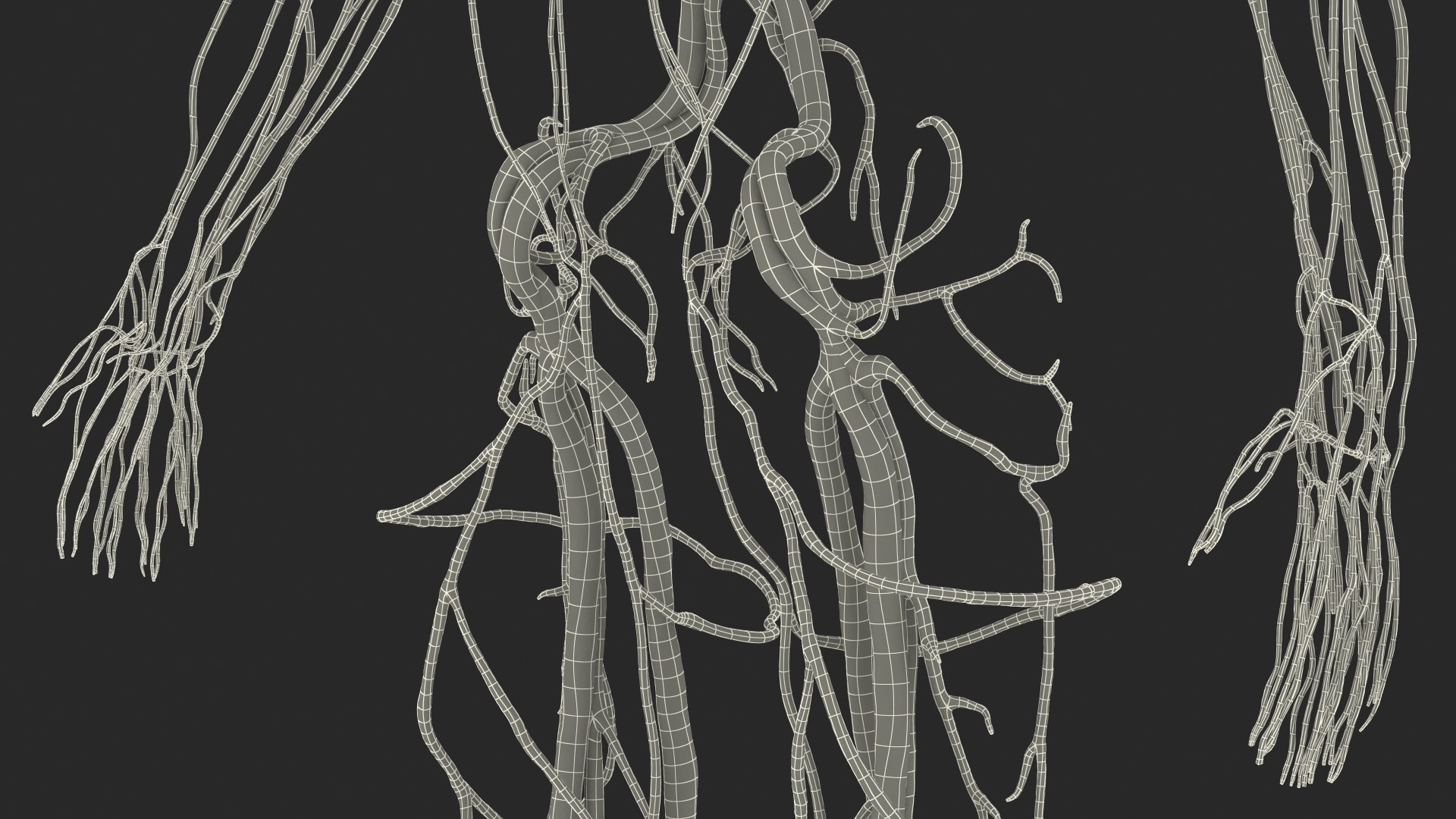 human cardiovascular vascular body model https://p.turbosquid.com/ts-thumb/TB/mruuYU/FW3PDvOk/humancardiovascularsystemfullbodymb3dmodel035/jpg/1572013928/1920x1080/fit_q87/f99b02fff4fc55f007adca72b42e9b6e26f3a4b7/humancardiovascularsystemfullbodymb3dmodel035.jpg