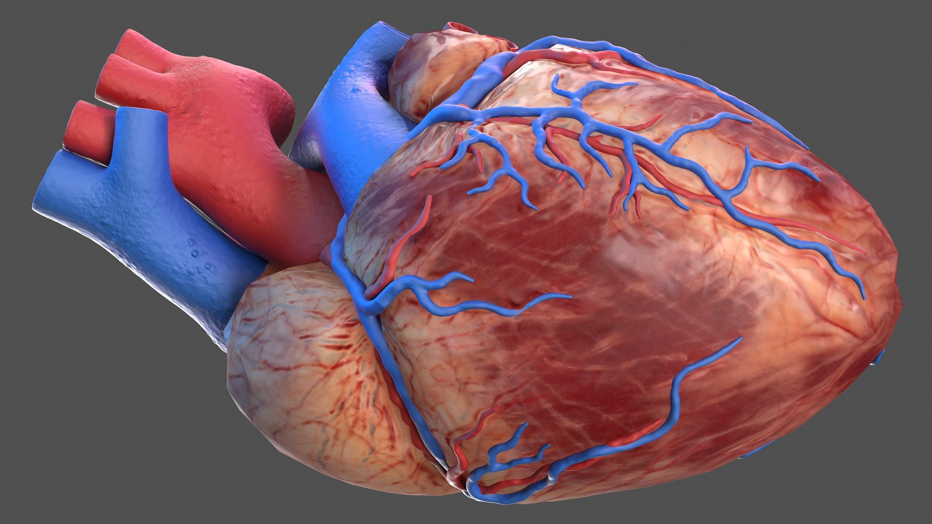 human cardiovascular vascular body model https://p.turbosquid.com/ts-thumb/TB/mruuYU/JGN82goJ/humancardiovascularsystemfullbodymb3dmodel021/jpg/1572013864/1920x1080/fit_q87/0f03f417ddd1e4d5cbc2f7176b5e5bda80553416/humancardiovascularsystemfullbodymb3dmodel021.jpg