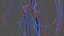 Human Cardiovascular System Full Body