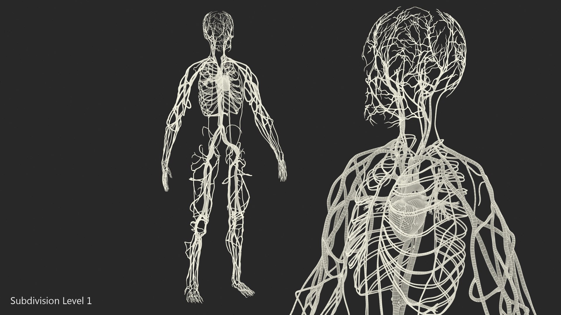 human cardiovascular vascular body model https://p.turbosquid.com/ts-thumb/TB/mruuYU/W2BKbzmH/humancardiovascularsystemfullbodymb3dmodel028/jpg/1572013895/1920x1080/fit_q87/08b527643bad5b131f945658594fa703c283a79a/humancardiovascularsystemfullbodymb3dmodel028.jpg