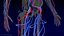 Human Cardiovascular System Full Body