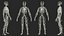 Human Cardiovascular System Full Body
