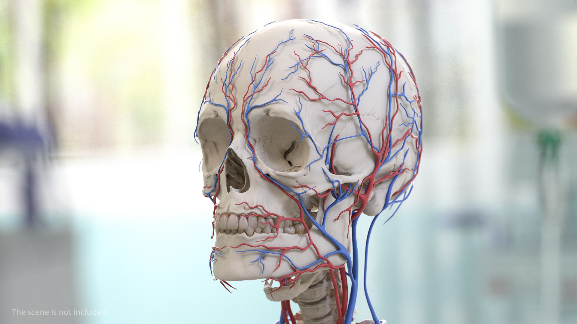 human cardiovascular vascular body model https://p.turbosquid.com/ts-thumb/TB/mruuYU/iBGePIXh/humancardiovascularsystemfullbodymb3dmodel005/jpg/1572013790/1920x1080/fit_q87/81eefd4734bc372b375e5ec0cfe39361b85ea3c6/humancardiovascularsystemfullbodymb3dmodel005.jpg
