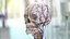 Human Cardiovascular System Full Body