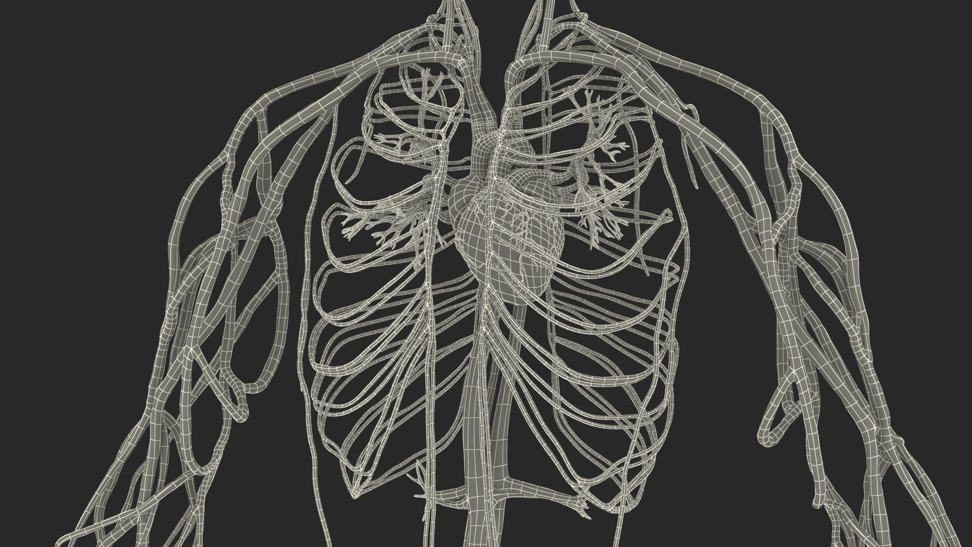 human cardiovascular vascular body model https://p.turbosquid.com/ts-thumb/TB/mruuYU/nNvuTTNQ/humancardiovascularsystemfullbodymb3dmodel034/jpg/1572013923/1920x1080/fit_q87/cf95711af3cf833188b391822703e0d4346b7296/humancardiovascularsystemfullbodymb3dmodel034.jpg