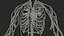 Human Cardiovascular System Full Body