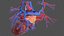 Human Cardiovascular System Full Body