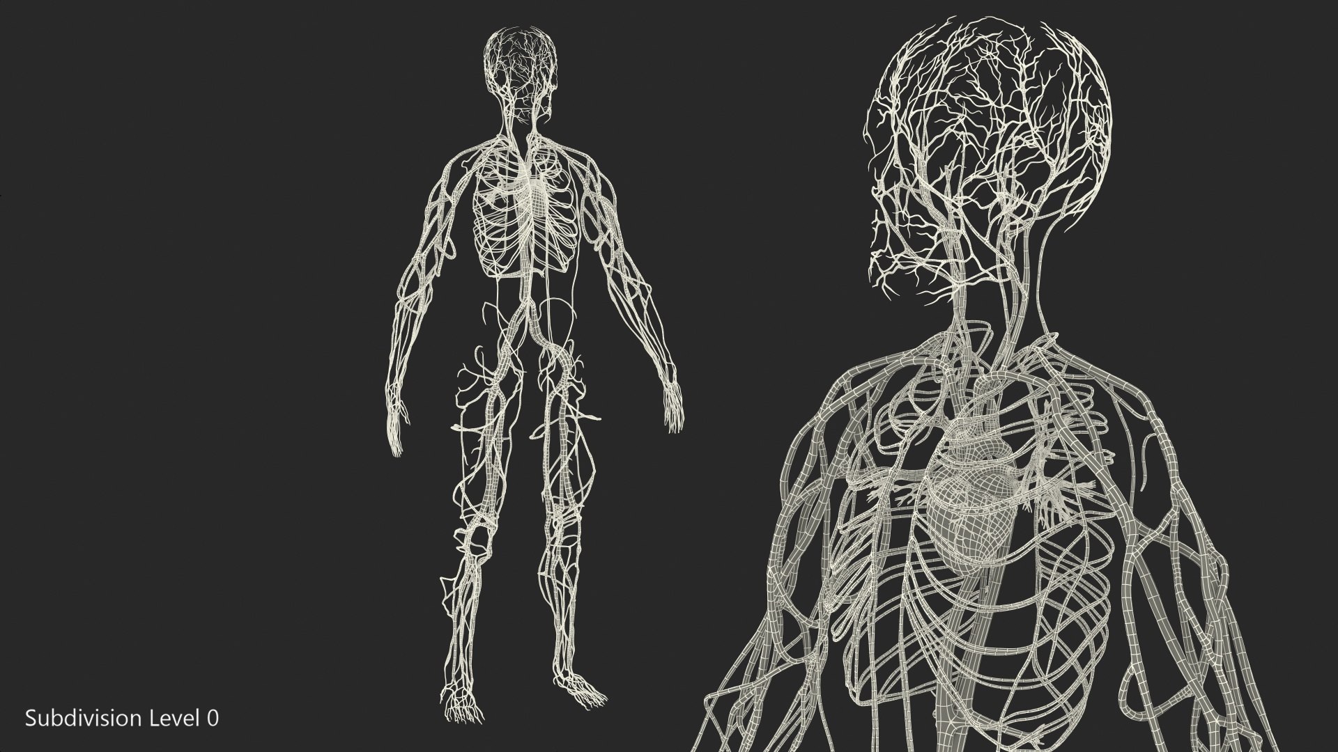 human cardiovascular vascular body model https://p.turbosquid.com/ts-thumb/TB/mruuYU/xdJOEwce/humancardiovascularsystemfullbodymb3dmodel027/jpg/1572013891/1920x1080/fit_q87/5e5c90a7ae835b3a55c2876b3782f9a3cf6d1497/humancardiovascularsystemfullbodymb3dmodel027.jpg