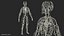 Human Cardiovascular System Full Body