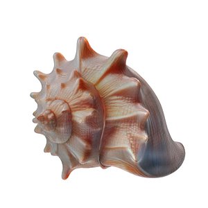 Conch Shell v8 3D model
