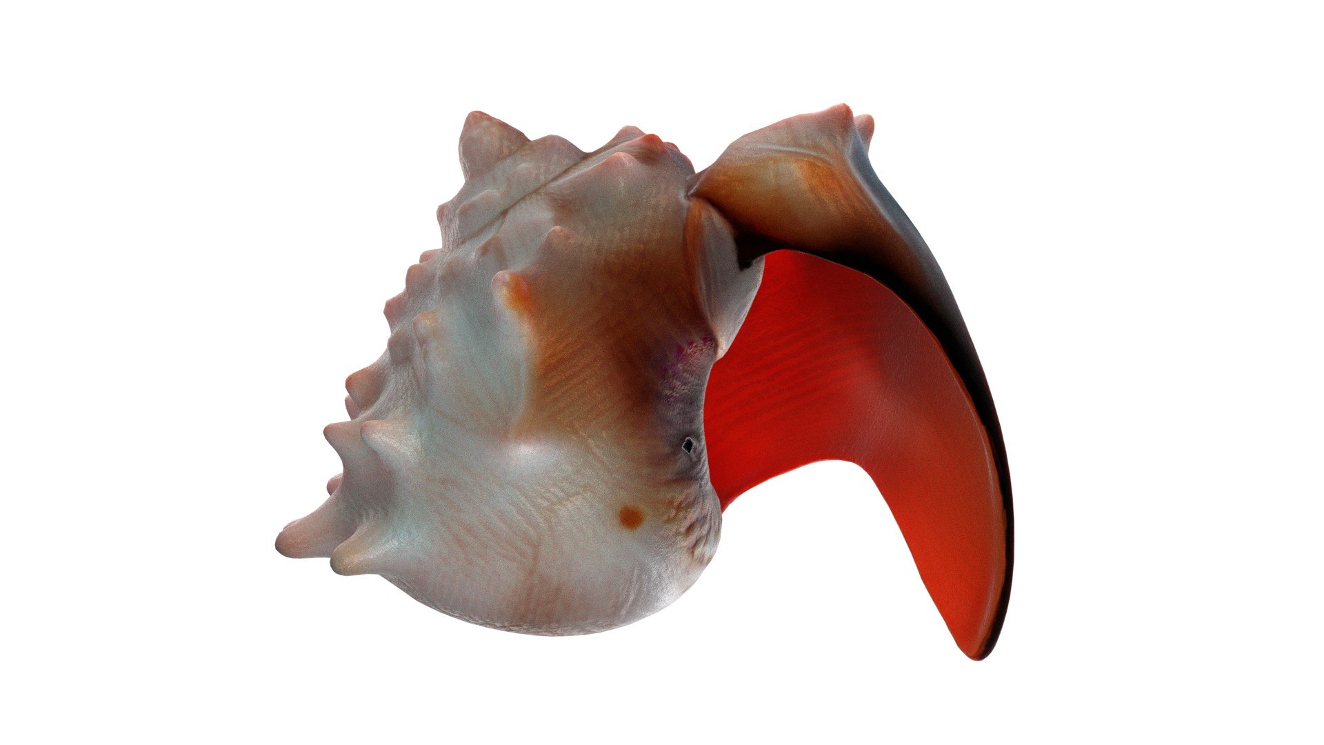 Conch Shell V8 3D Model - TurboSquid 2370737
