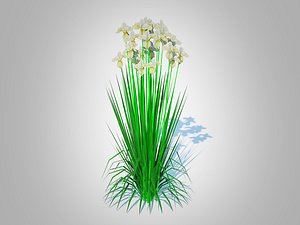 Iris siberica - White Siberian Iris