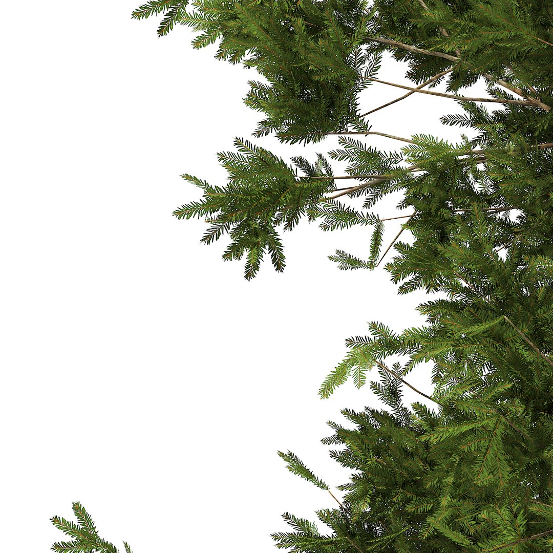european yew taxus baccata 3d model https://p.turbosquid.com/ts-thumb/TC/04RKOz/3CJ1Kh6O/cgaxis_models_69_30d/jpg/1475519246/1920x1080/fit_q87/21728ffb31f3f0f13a6a1f4f1f0ab23fd3c068e7/cgaxis_models_69_30d.jpg