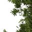 European Yew (Taxus baccata) 12.6m