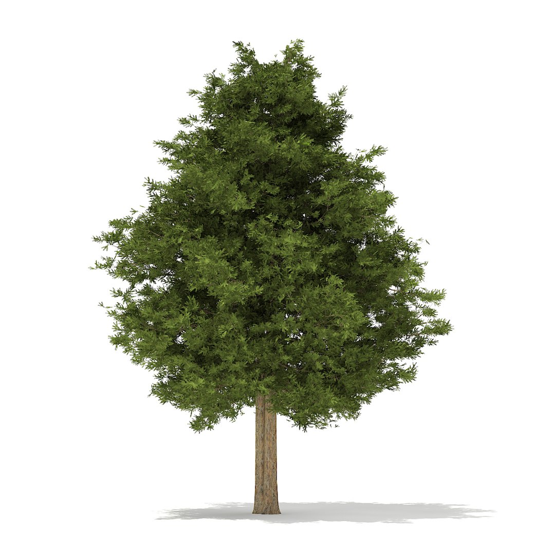 european yew taxus baccata 3d model https://p.turbosquid.com/ts-thumb/TC/04RKOz/7nfgvzXl/cgaxis_models_69_30b/jpg/1475519245/1920x1080/fit_q87/08b2715cb8a8e0dcfb008ee0c27251fbb806613e/cgaxis_models_69_30b.jpg