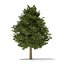 European Yew (Taxus baccata) 12.6m