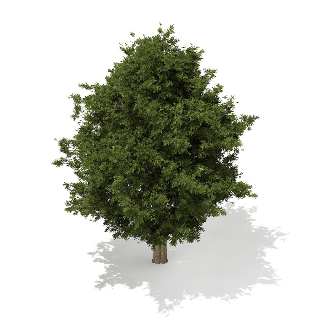european yew taxus baccata 3d model https://p.turbosquid.com/ts-thumb/TC/04RKOz/IUlTCR3h/cgaxis_models_69_30c/jpg/1475519246/1920x1080/fit_q87/3ced84ef0c9f509544bf70ae87a8eeb9d5c835ff/cgaxis_models_69_30c.jpg