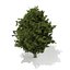European Yew (Taxus baccata) 12.6m