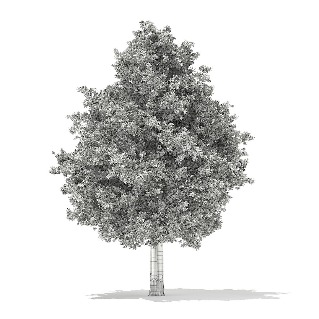 european yew taxus baccata 3d model https://p.turbosquid.com/ts-thumb/TC/04RKOz/VW7j3Bmm/cgaxis_models_69_30agrid/jpg/1475519245/1920x1080/fit_q87/b6cd81cda20c01630985a3fdc8c11c5abf8254e7/cgaxis_models_69_30agrid.jpg