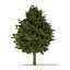 European Yew (Taxus baccata) 12.6m