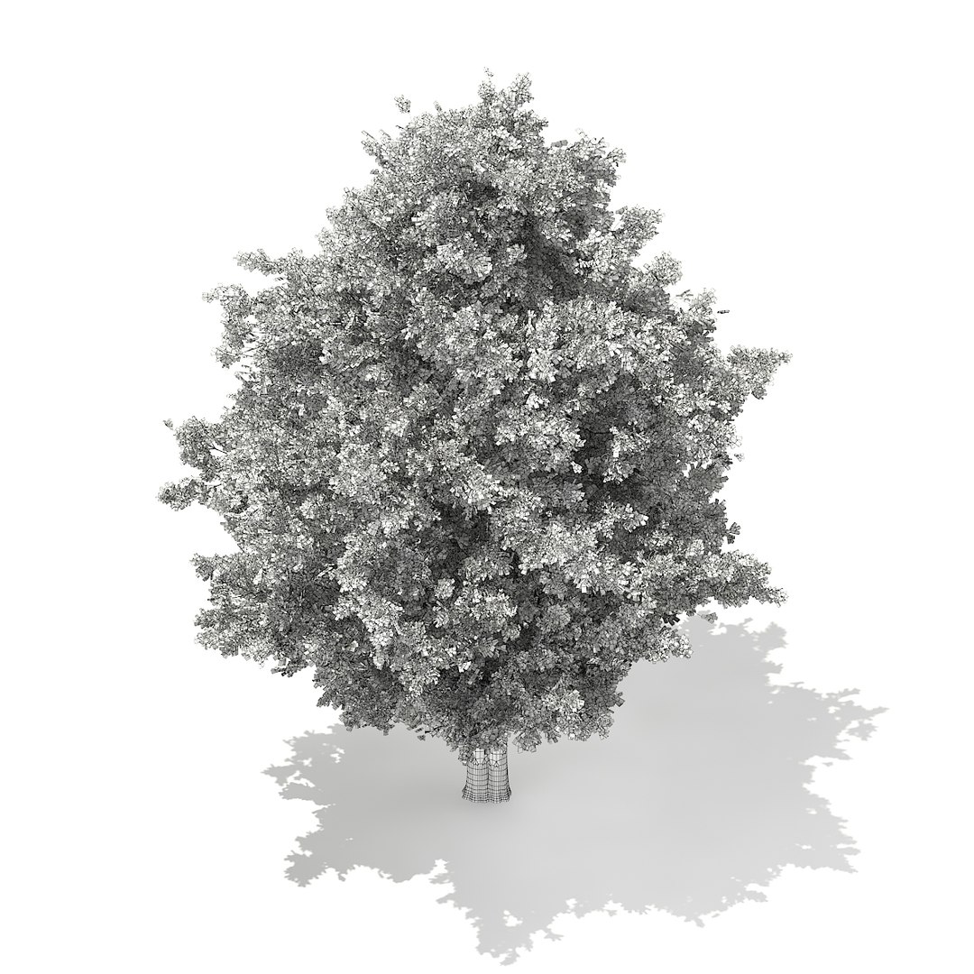 european yew taxus baccata 3d model https://p.turbosquid.com/ts-thumb/TC/04RKOz/bEh90NKA/cgaxis_models_69_30cgrid/jpg/1475519246/1920x1080/fit_q87/ceac59c2c882425dd75d241a59b252b6942031b8/cgaxis_models_69_30cgrid.jpg