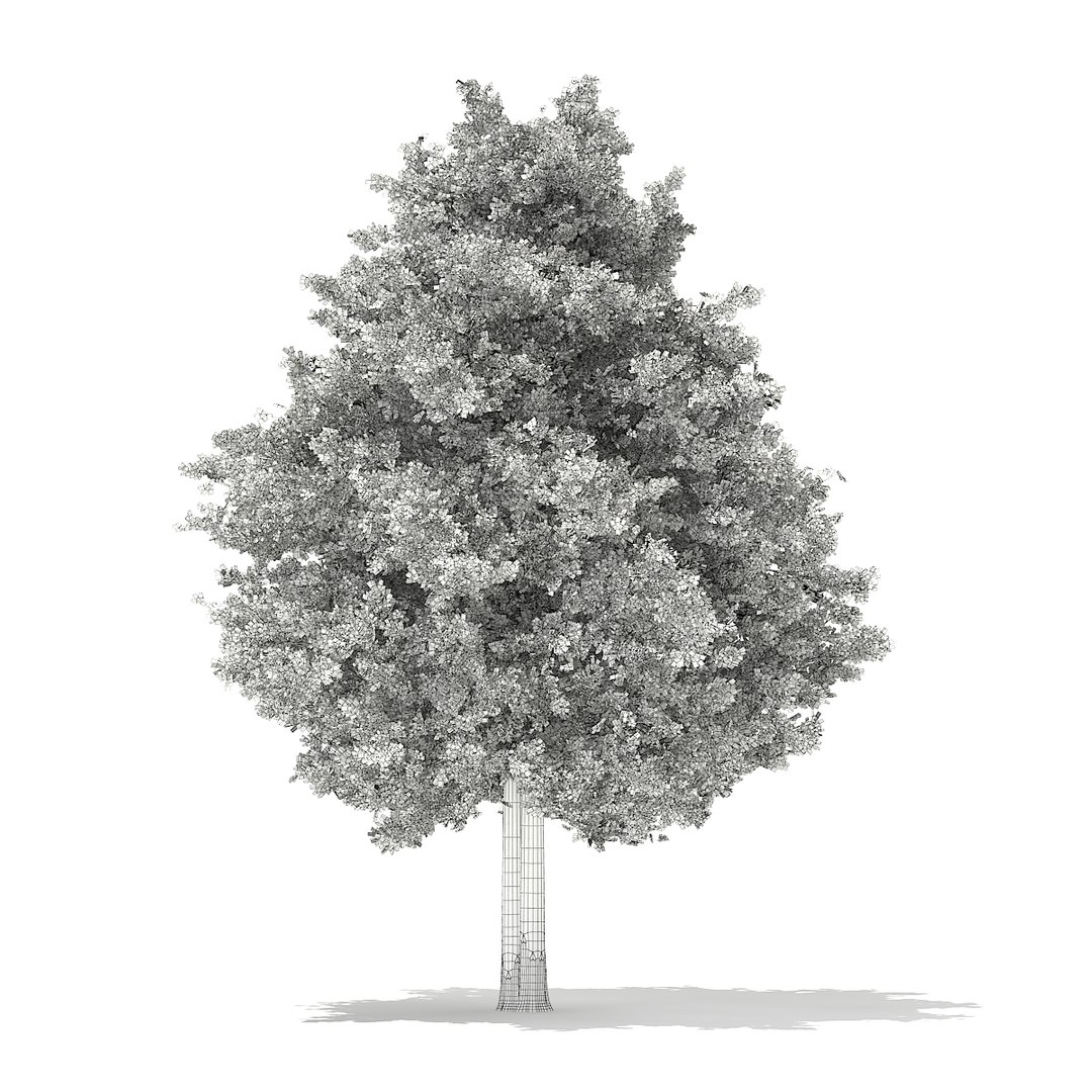 european yew taxus baccata 3d model https://p.turbosquid.com/ts-thumb/TC/04RKOz/iUaXHY55/cgaxis_models_69_30bgrid/jpg/1475519245/1920x1080/fit_q87/a6acae8835bba18ca8cb6a37bc858b637f6f2f73/cgaxis_models_69_30bgrid.jpg