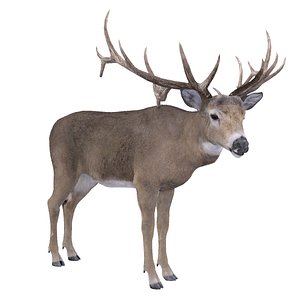 Deer RIGGED 3D model