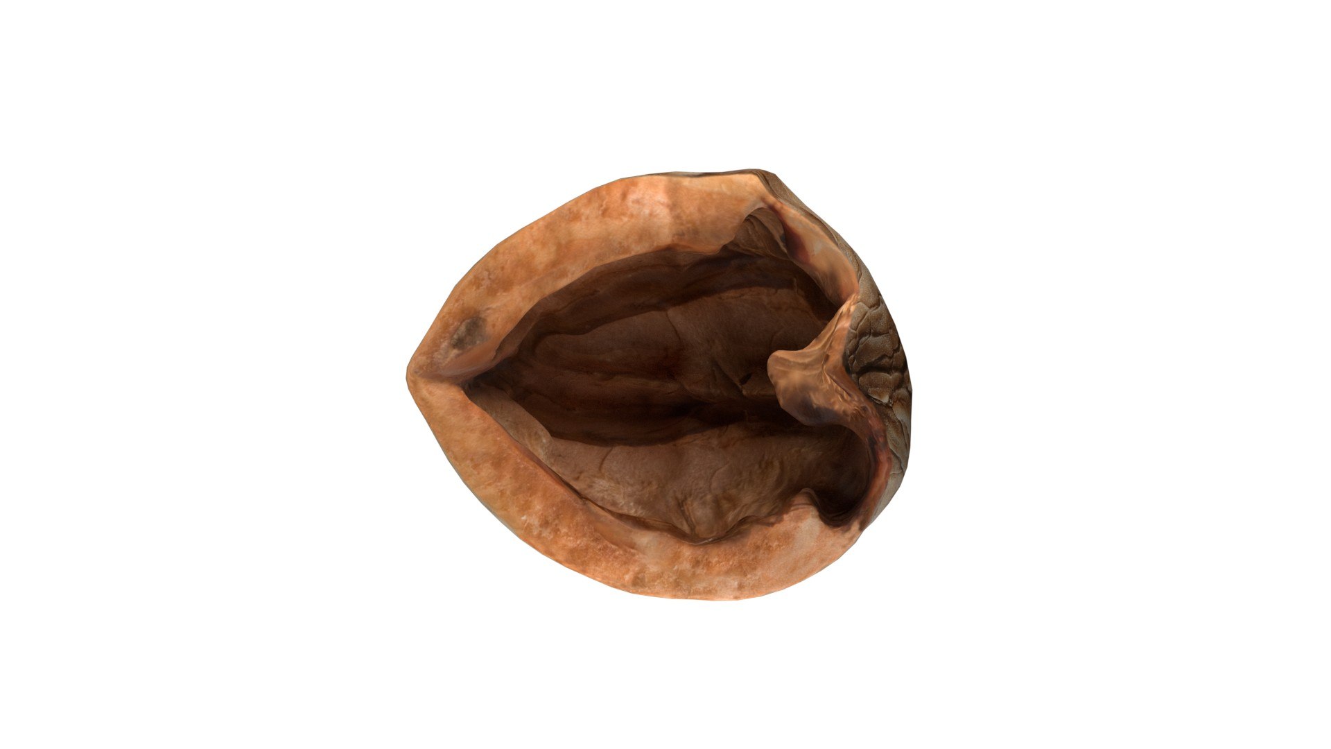 Walnut shell 3D model https://p.turbosquid.com/ts-thumb/TC/Fbx1MG/Cb/5/jpg/1745464360/1920x1080/fit_q87/1b0d6528da8c8b88e5f303be7e53ccacf714fdc5/5.jpg
