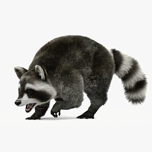 3D Wild Raccoon model