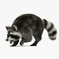 Wild Raccoon 3DS Max