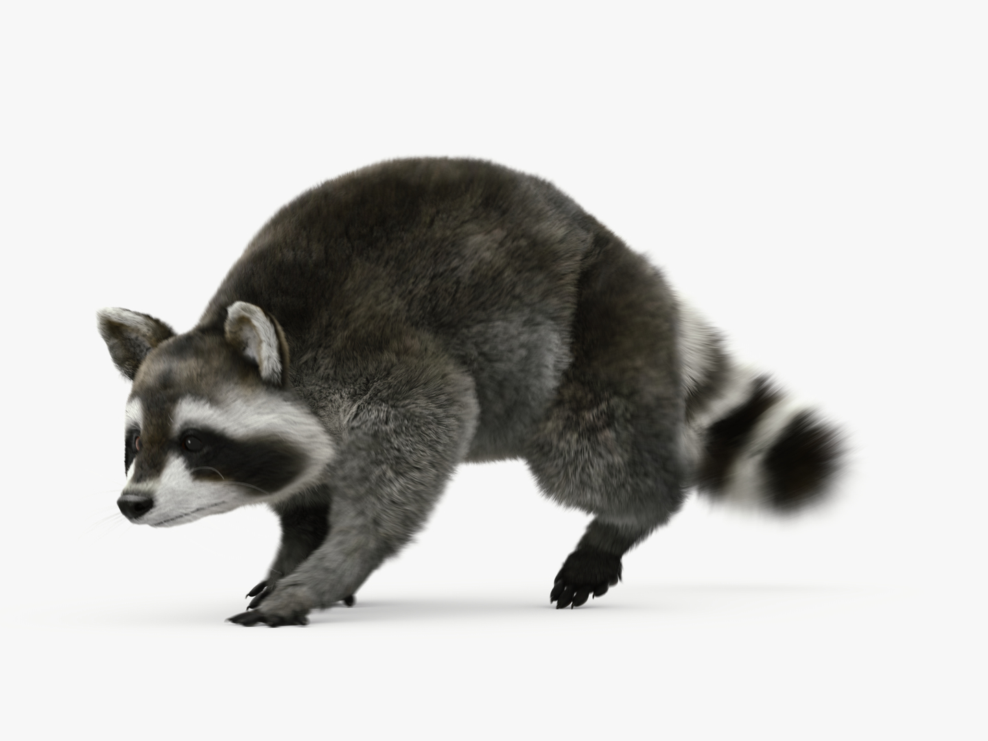 3D Wild Raccoon model - TurboSquid 1883034