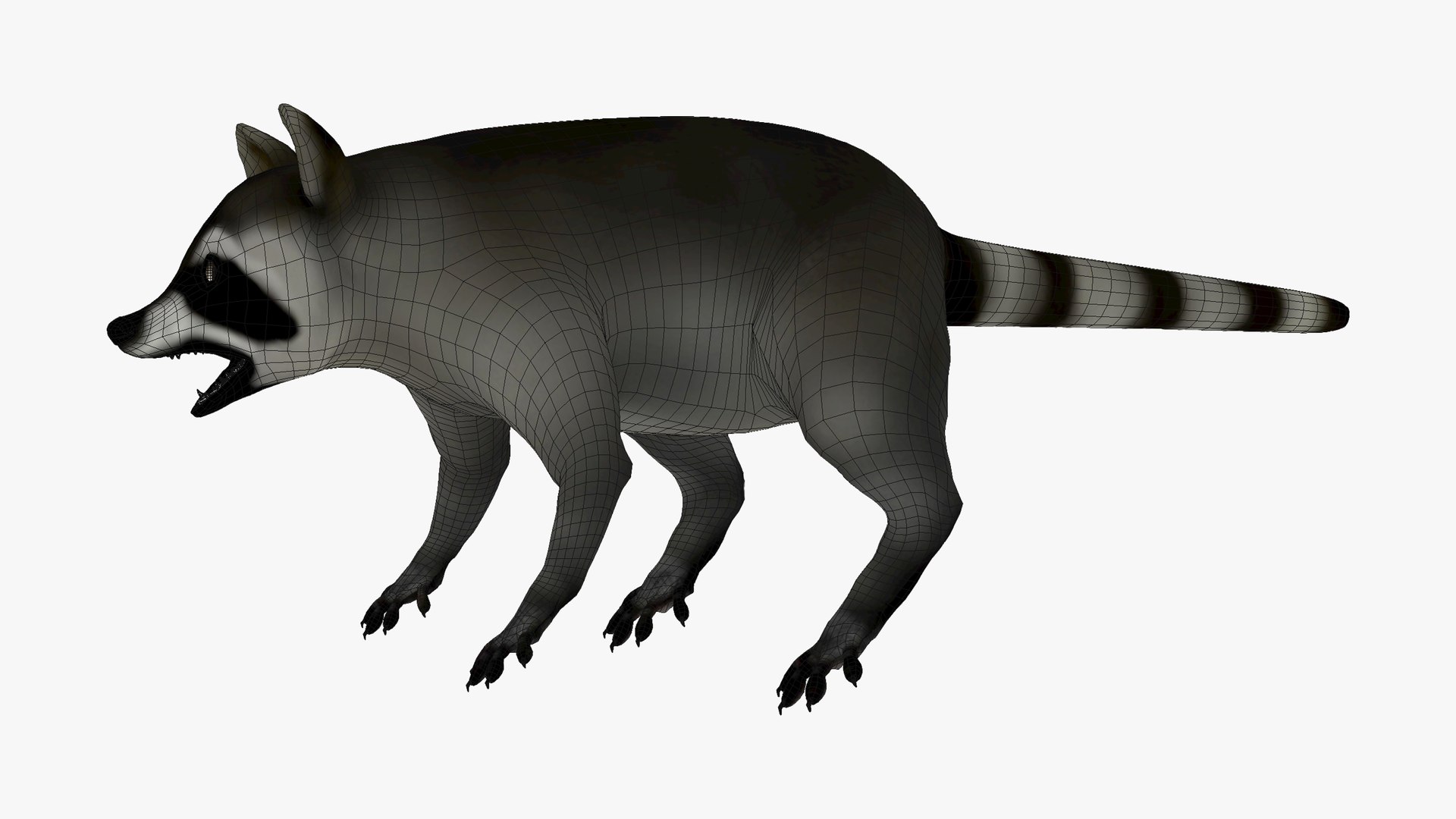 3D Wild Raccoon model - TurboSquid 1883034