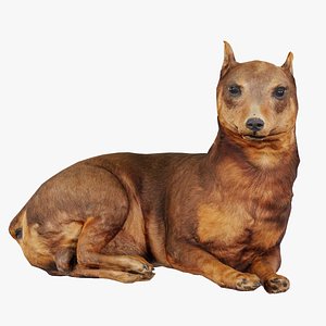 Dog Remastered 3D model