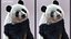 Giant Panda RIG XGEN-CORE
