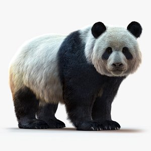 3D Giant Panda  RIG XGEN-CORE