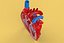 ANATOMÍA DE LA SECCIÓN CRUZADA DEL CORAZÓN HUMANO