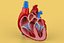 ANATOMÍA DE LA SECCIÓN CRUZADA DEL CORAZÓN HUMANO