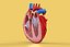ANATOMÍA DE LA SECCIÓN CRUZADA DEL CORAZÓN HUMANO