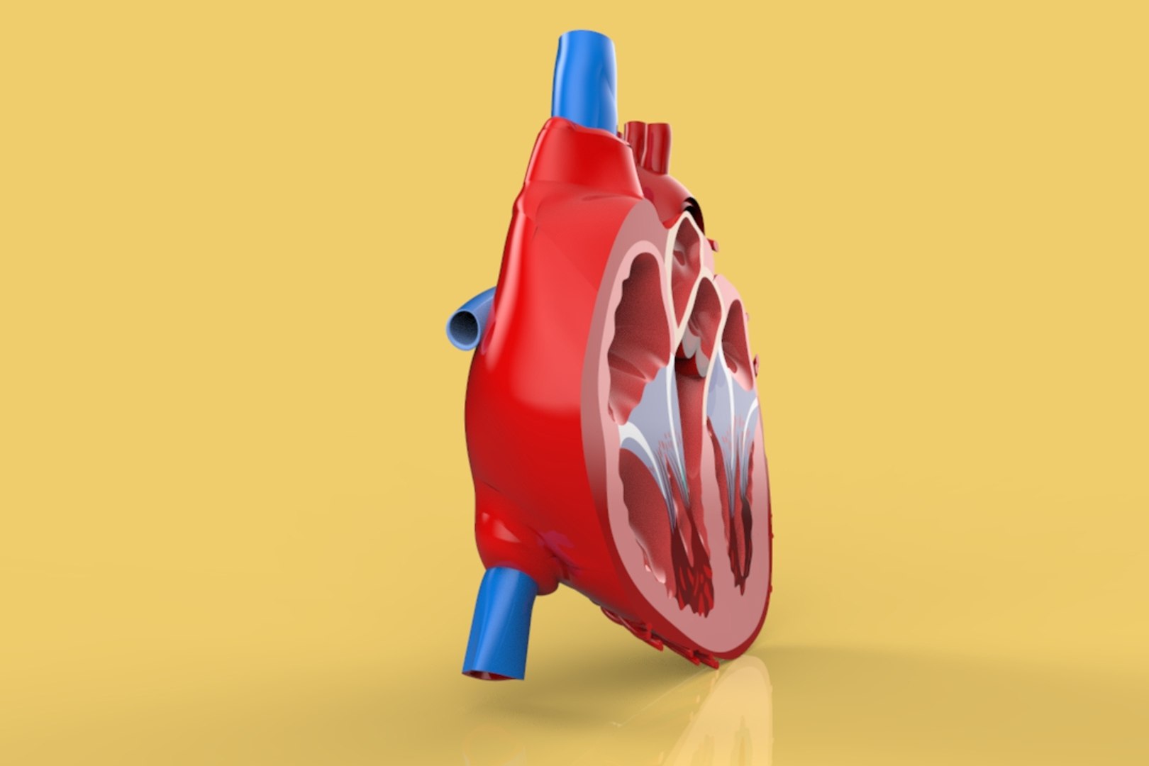 3D model humans heart https://p.turbosquid.com/ts-thumb/TC/ZCbKfe/dmb4q77d/19humanheartcrosssectionanatomy4/jpg/1576859188/1920x1080/fit_q87/39708c93083e6401dd9317daedbc4ebe1a2893b5/19humanheartcrosssectionanatomy4.jpg